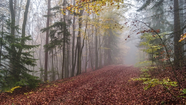 A misty trail in the Bavarian woods  Photographed by Sven Hunger