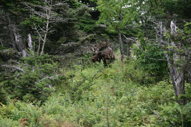 a Moose alces alces in the Cape Breton Highlands Nova Scotia CA 