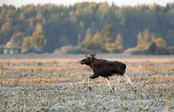A moose runs in a field during a frosty autumn morning near the village of Astanovka north of Minsk in a remote corner of Belarus Vasily Fedosenko 