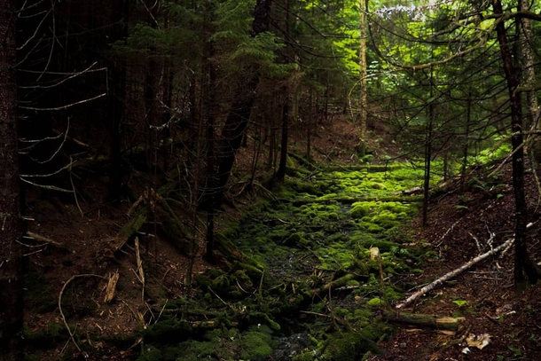 A mossy stream Fundy National Park New Brunswick Canada  x