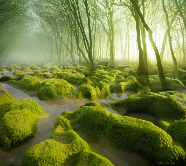 A mossy swamp in Romania  photo by Adrian Borda