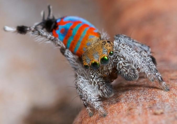 A new species of peacock spider nicknamed Sparklemuffin by the graduate student who discovered it performs a leg-waving mating dance Photo by Jurgen Otto 