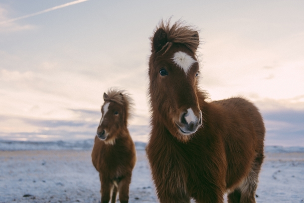 A pair of Icelandic horses  Photographed by Julian Bialowas