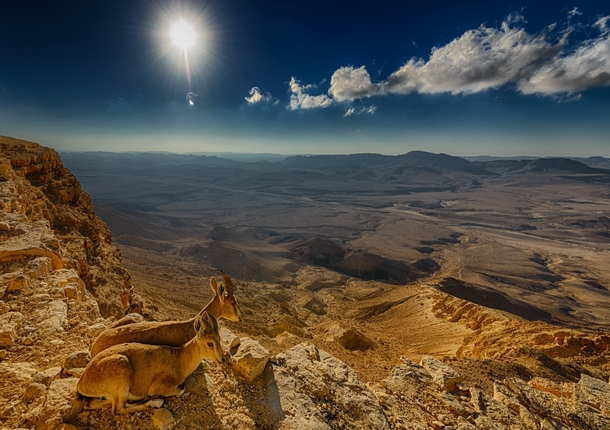 A pair of young Ibex are camouflaged in Ramon Crater Israel  photo by Ido Meirovich