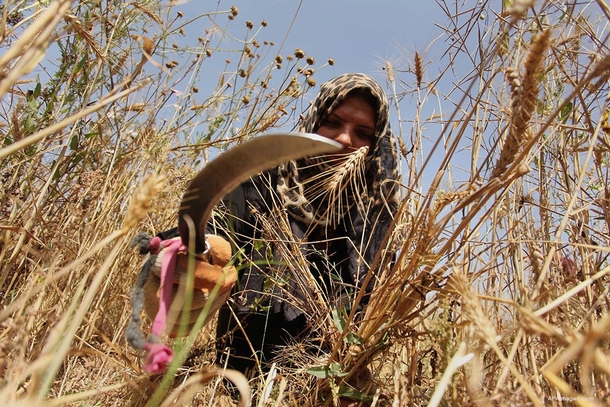 A Palestinian woman harvests wheat and barley in the Gaza Strip 