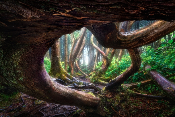 A photo of a twisted tree in Vancouver Island Canada x 