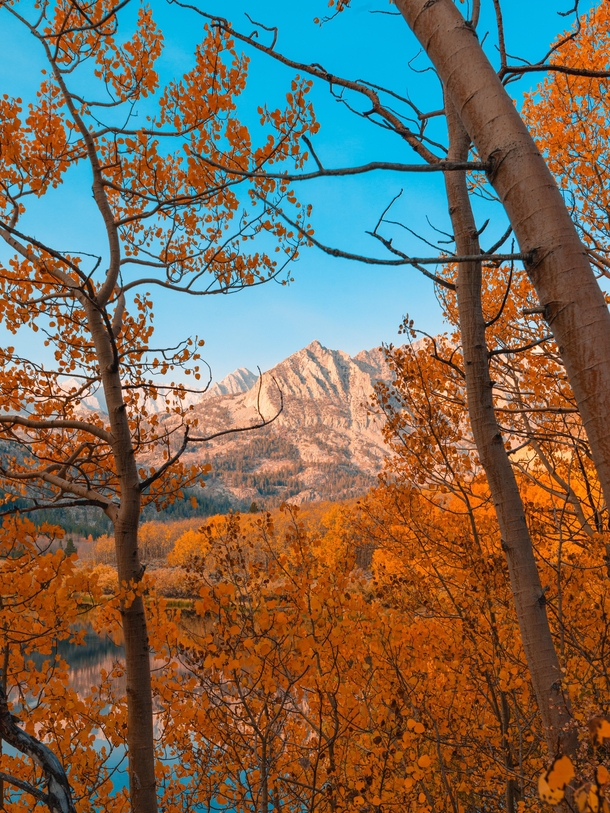 A picture of autumn framing in the Eastern Sierras North Lake Bishop CA
