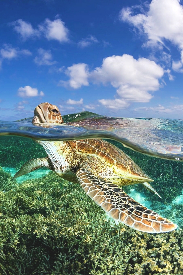 A Picture of clouds Where did this GREEN SEA TURTLE came from