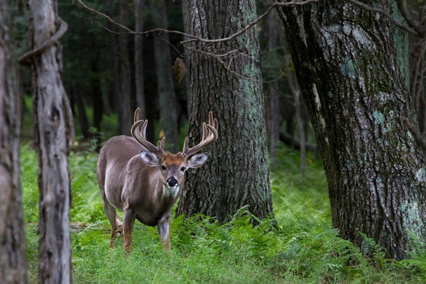 A picture-perfect whitetail buck I saw in Shenandoah National Park Virginia 