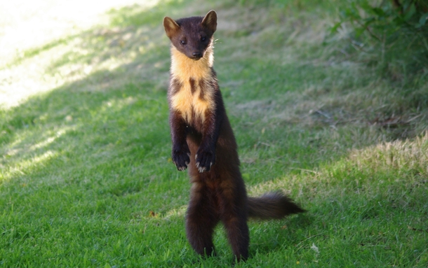 A pine marten standing to attention Martes martes - 