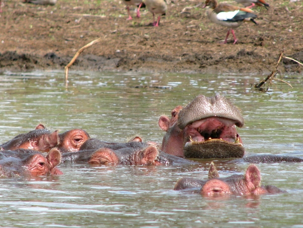 A pod of hippos on Lake Naivasha Kenya 