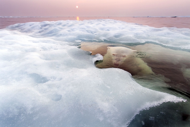 A polar bear Ursus maritimus peaks out from below Canadas Hudson Bay By Paul Souders Story in comments 