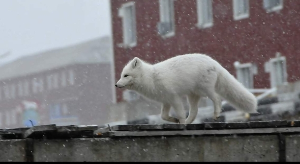 A polar fox on the run in Pyramiden Svalbard