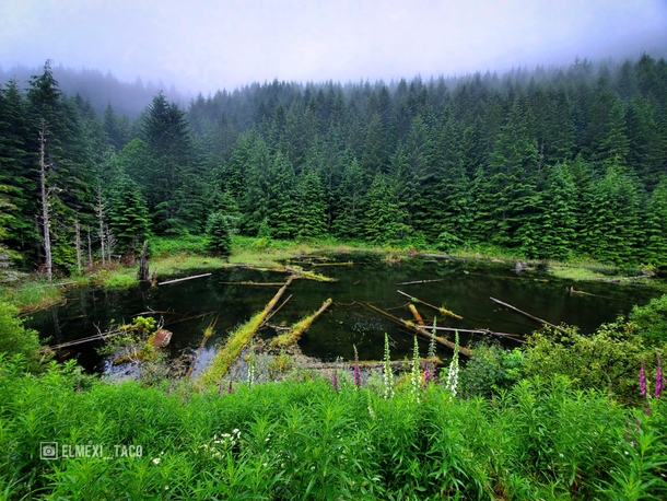 A pond somewhere in the Olympics Washington state Follow for more original content of my beautiful state OC X