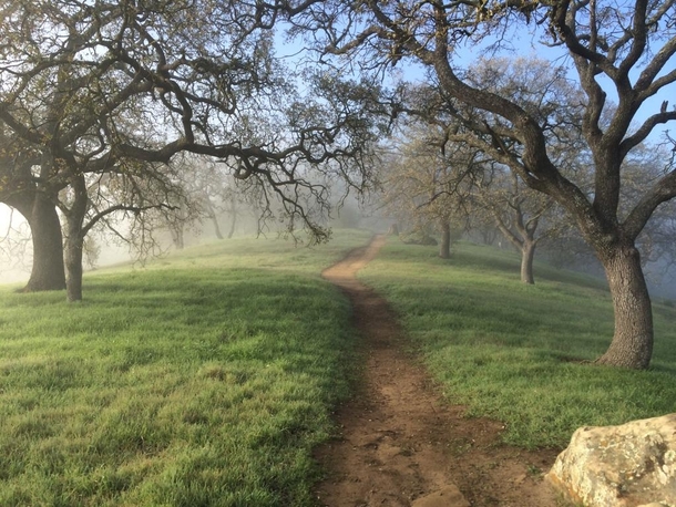 A Rare Sight - Green Northern California Trails OC 