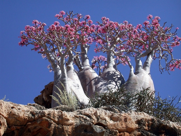 A rare species of a Desert Rose growing on Socotra Island Yemen 
