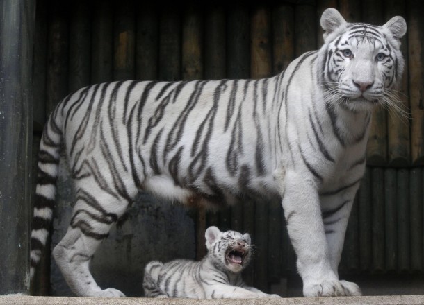 A rare white Indian tiger cub Panthera tigris tigris with his mother  Liberec Zoo Czech Republic 