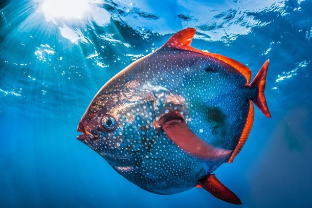 A rarely-seen opah or moonfish photographed near San Clemente Island off the southern California coast by Ralph Pace 
