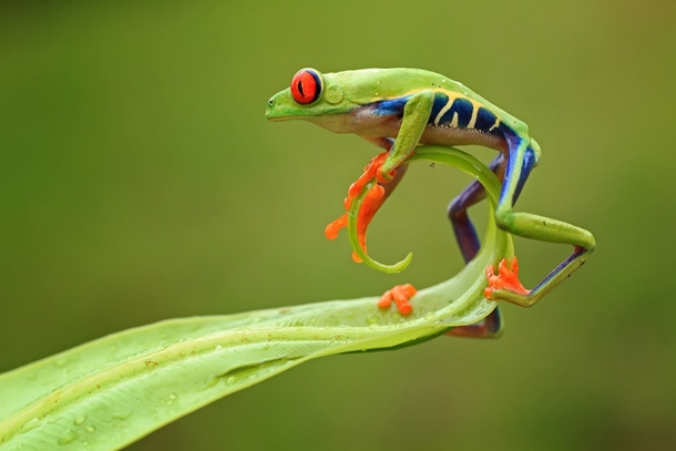 A Red Eyed Tree Frog on a leaf 