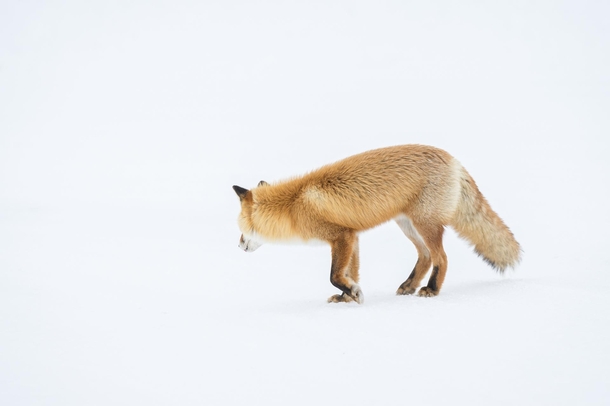 A red fox in Hokkaido Japan Went there to go backcountry skiing but on the day I decided not to ski I encountered a pair of red foxes hunting Every bit as fun as the ski days