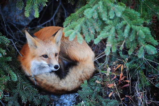 A red fox near Yellowknife Northwest Territories Canada 