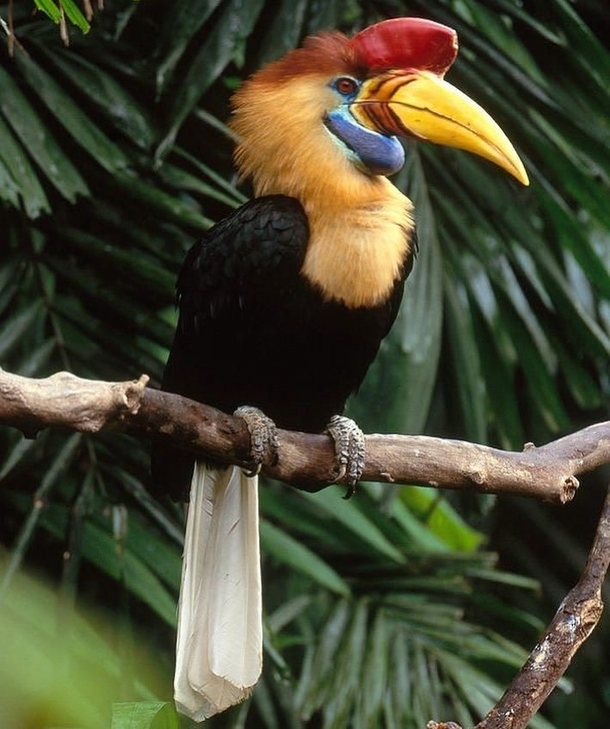 A red-knobbed Hornbill