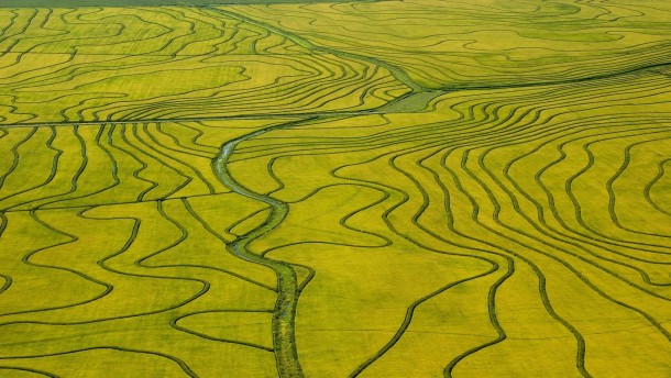 A rice field in Uruguay 