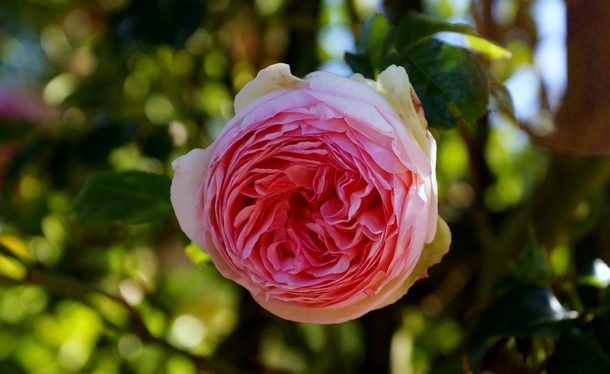 A rose from the International Rose Test Garden in Portland Oregon 