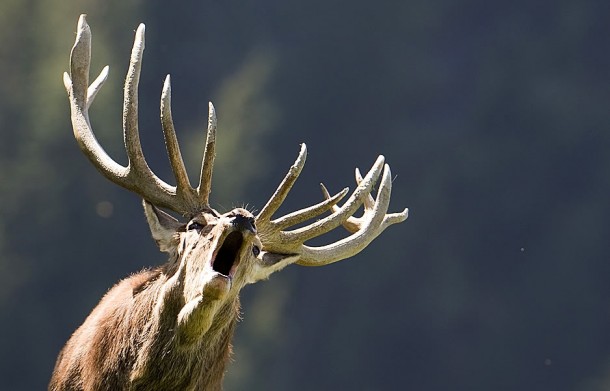 A rutting stag singing 