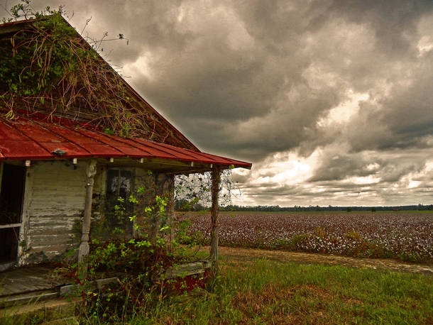 A Sad Old Sharecroppers House Under Brooding Skies Surrounded by Cotton fields in Greenville NC Photo by Watson Brown 