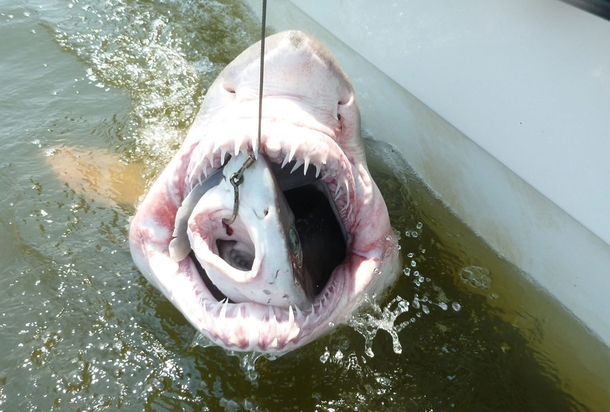 A sand tiger shark with an entire three-foot-long dogfish shark in its mouth 