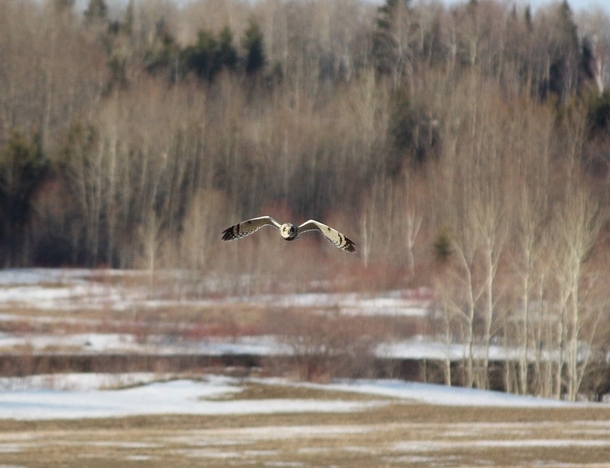 A short-eared owl Asio flammeus  flying in Quebec Canada