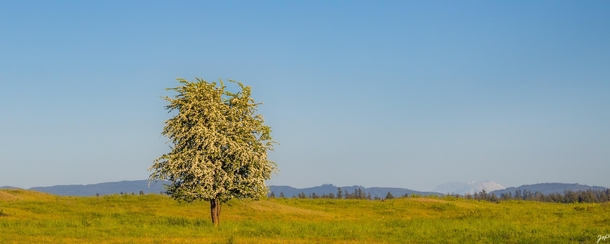 A single tree in an open field  Old Hwy  - Tenino WA  Mount St Helens in background  