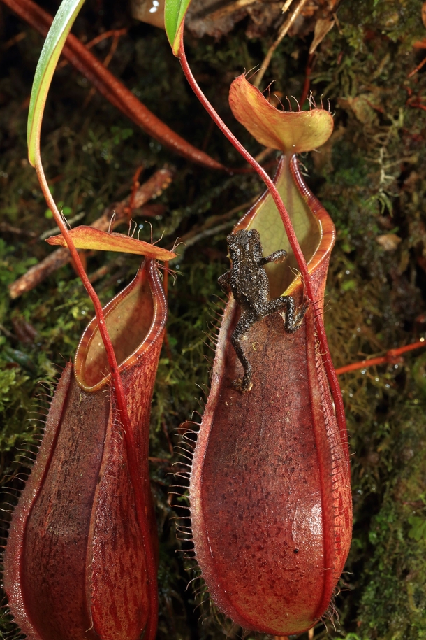 A small frog climbs up a Nepenthes tentaculata fringed pitcher plant probably to lay eggs in it Borneo photo by Christian Ziegler 
