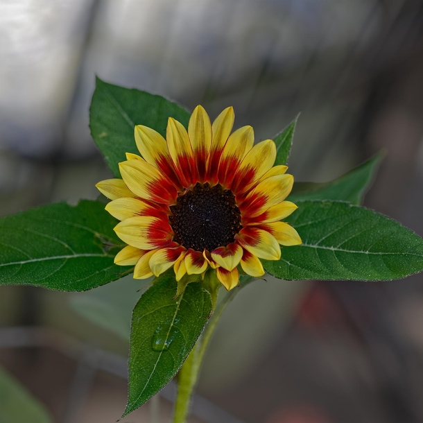 A small sunflower OC 