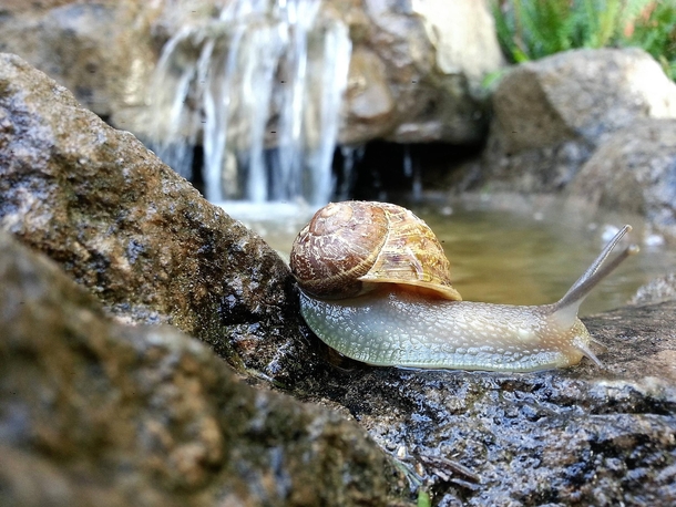 A snail and a waterfall 