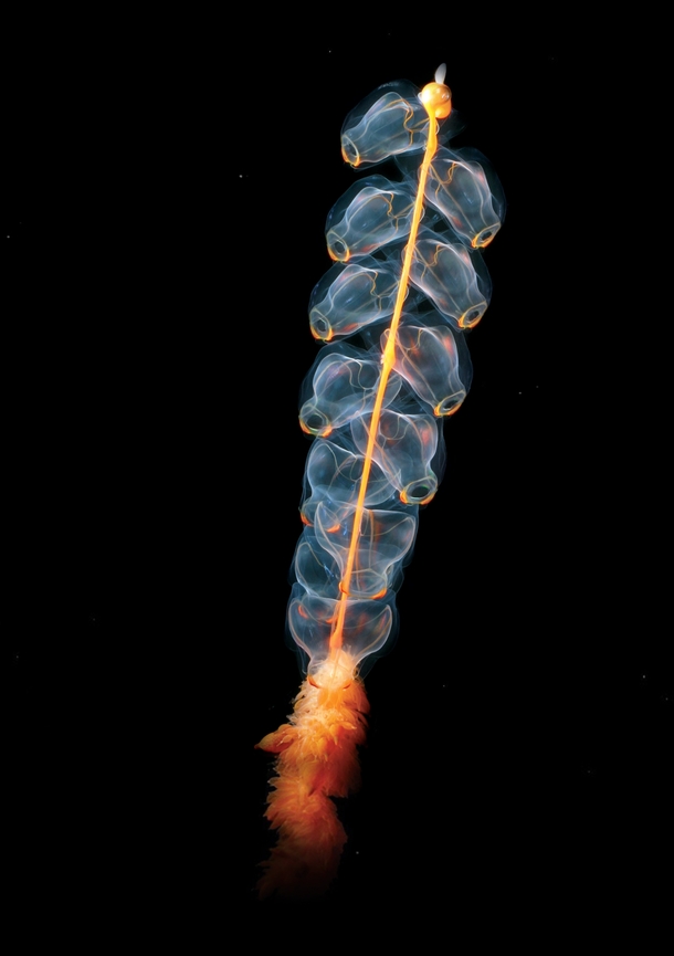 A species of siphonophore Marrua orthocanus  co the NOAA