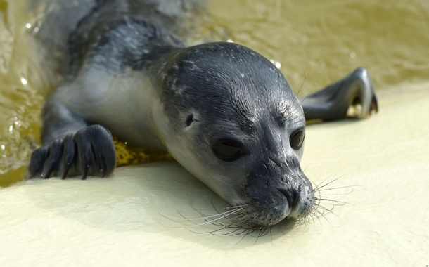 A stranded seal pup at the seal station in Friedrichskook Germany 
