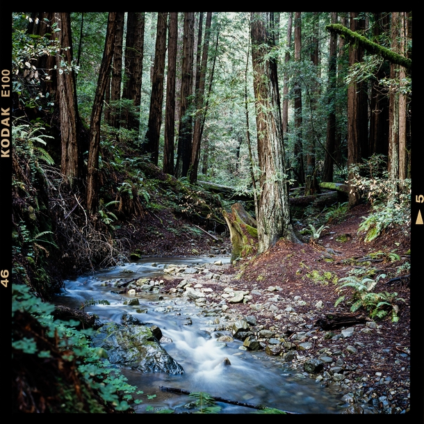 A stream in Muir Woods  igimcodymyers