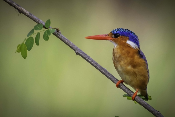 A stunning malachite kingfisher taken at Lake Panic Hide in Kruger National Park Such a beautiful tiny bird and always a favourite sighting 