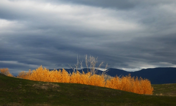 A sunbeam makes fall look like fire in western Montana  Source My sister