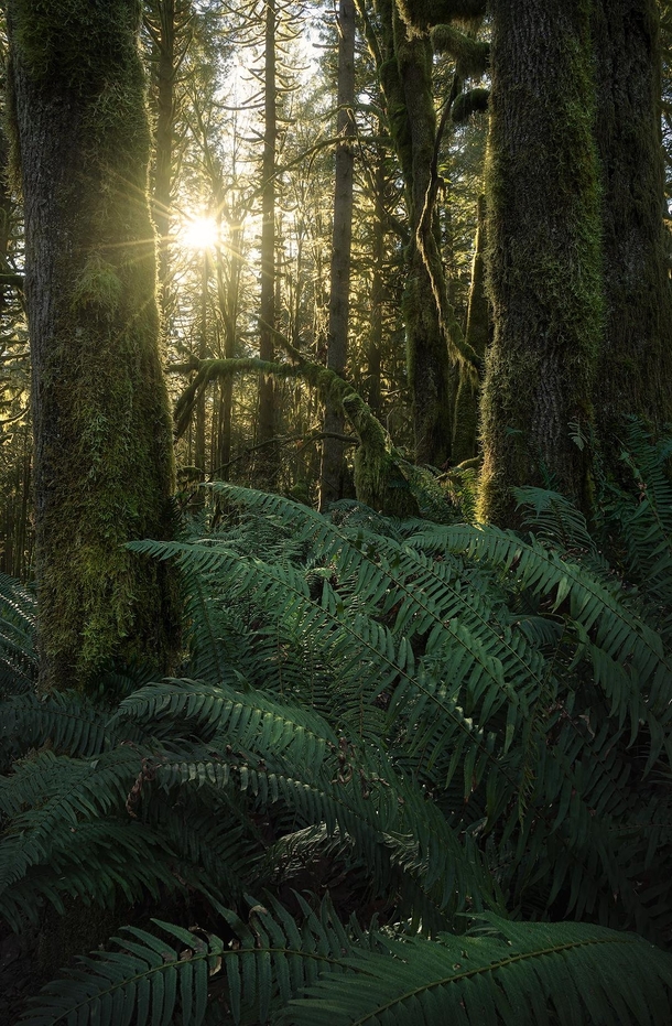 A sunny morning in the coastal rainforest of British Columbia 