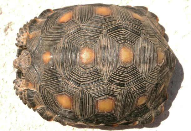 A Texas tortoise Gopherus berlandieri 
