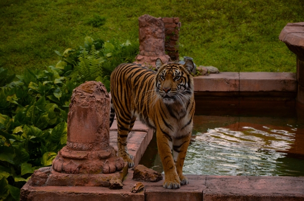 A Tiger at Disneys Animal Kingdom 