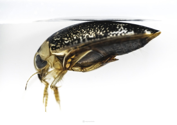A tiny diving beetle approx mm from the Philippines