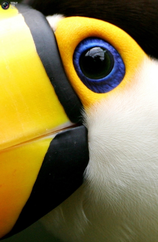 A toco toucan up close 