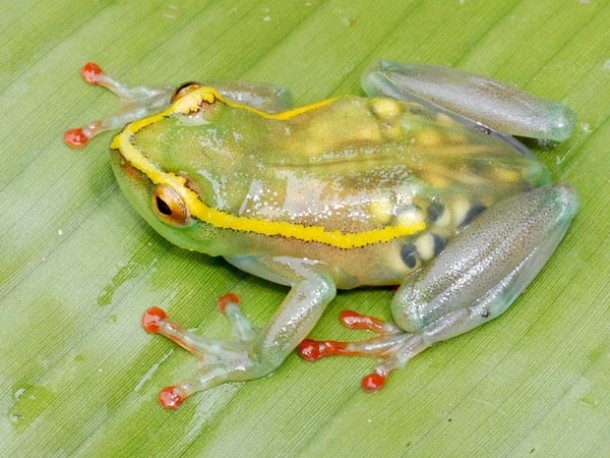 A transparent pregnant frog x-post from rpics 