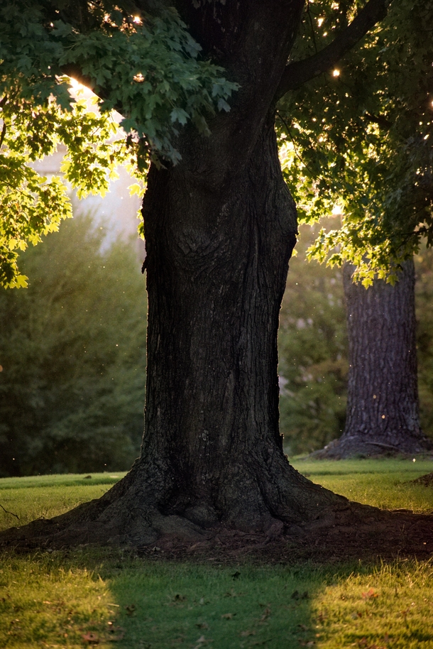 A tree at sunset University of Arkansas Fayetteville 