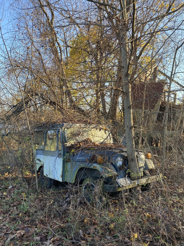 A tree grew through this forgotten Jeep 