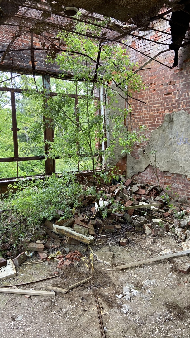 A tree growing in an abandoned hospital in upstate NY